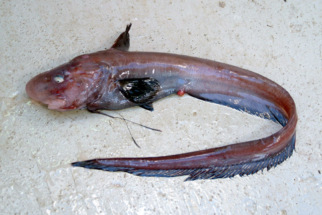 Ateleopus natalensis