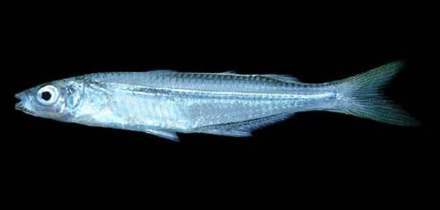 Atherinella panamensis