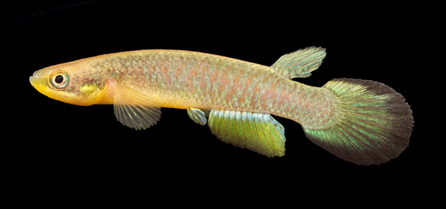 Atlantirivulus tupinambas