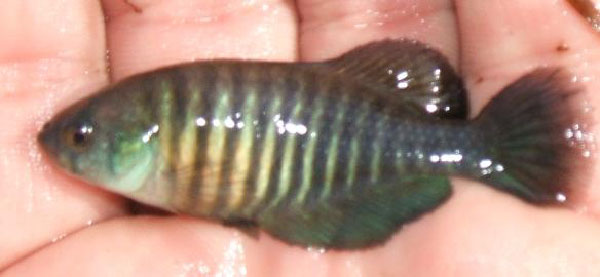 Garcialebias adloffi