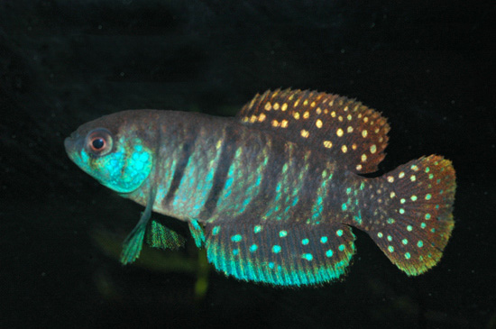 Auale_m0.jpg