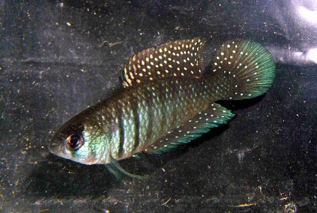Auale_u0.jpg