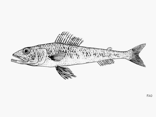 Aulopus bajacali