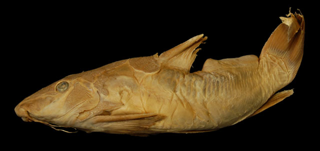 Auchenoglanis biscutatus