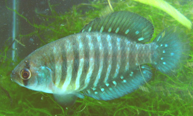 Garcialebias charrua