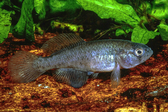 Cypholebias cinereus