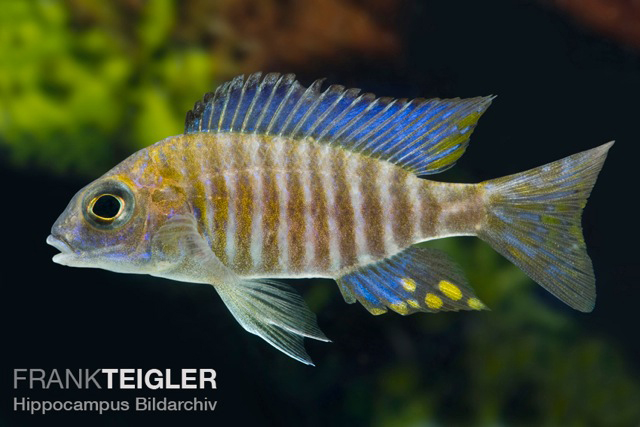 Aulonocara ethelwynnae