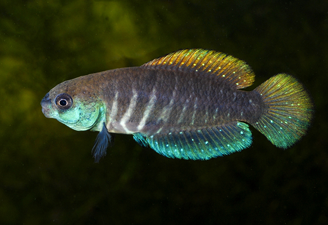 Gymnolebias gymnoventris