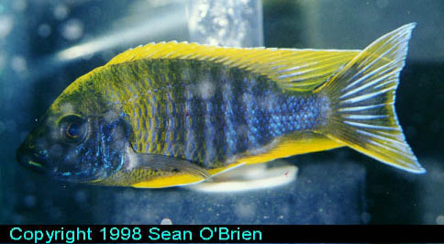 Aulonocara jacobfreibergi