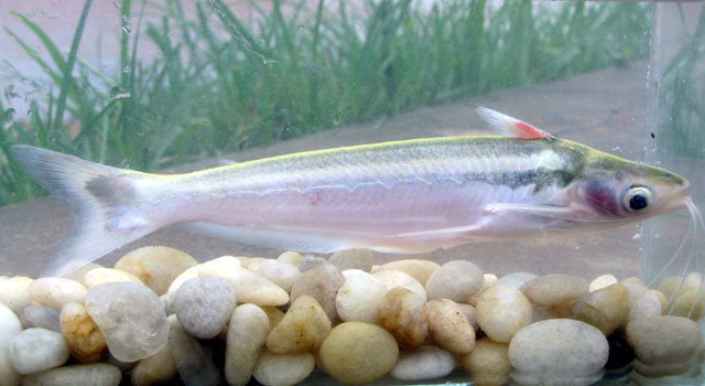 Auchenipterus menezesi
