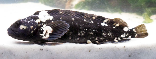 Auchenionchus microcirrhis
