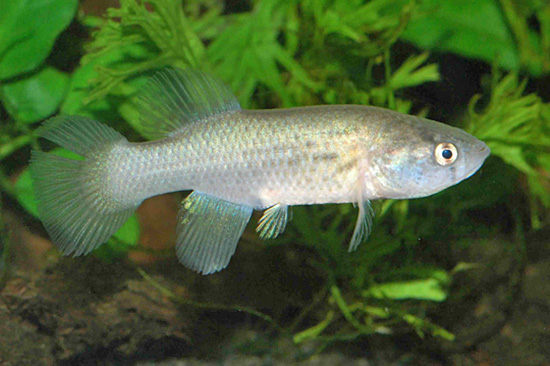 Austrofundulus myersi