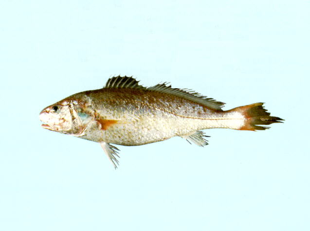 Austronibea oedogenys