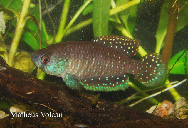 Matilebias periodicus