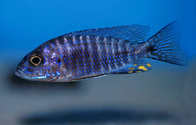 Aulonocara stuartgranti