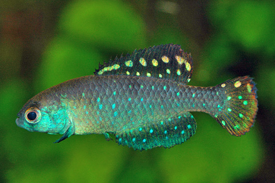 Matilebias toba