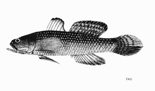 Aulopareia unicolor