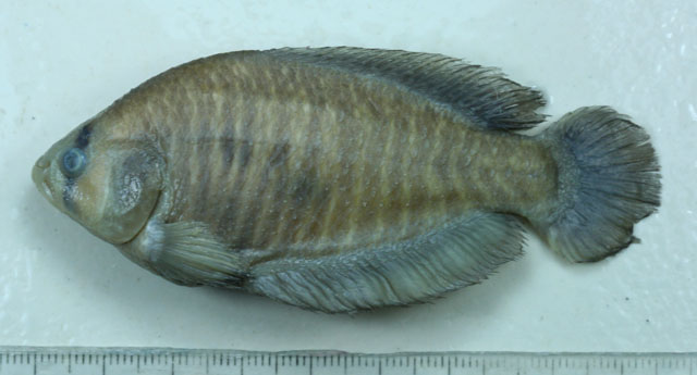 Austrolebias vandenbergi