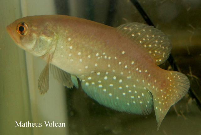 Megalebias wolterstorffi