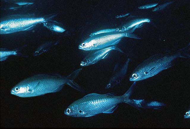 Azurina eupalama