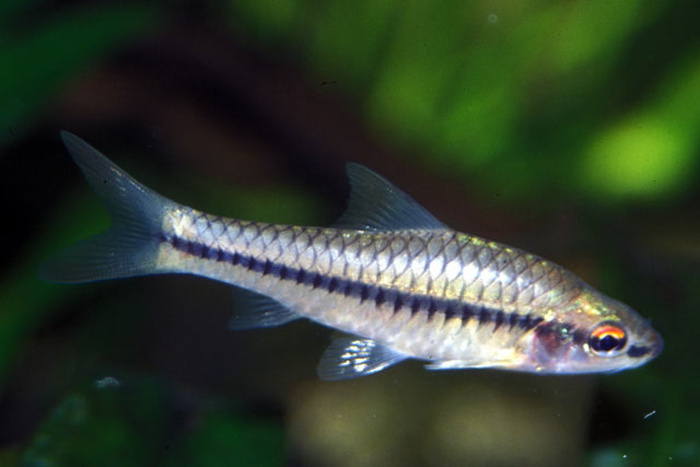 Enteromius ablabes