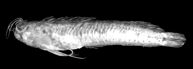 Bathyblennius antholops