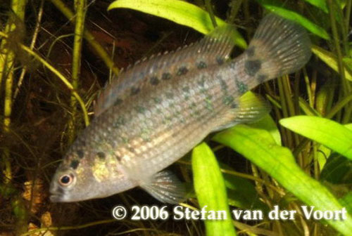 Badis assamensis