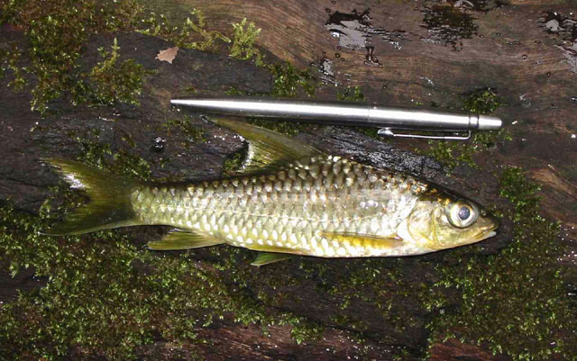 Labeobarbus batesii