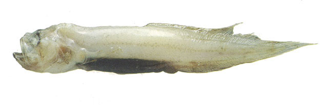Babic_u0.jpg