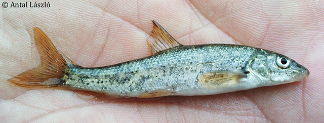 Barbus biharicus