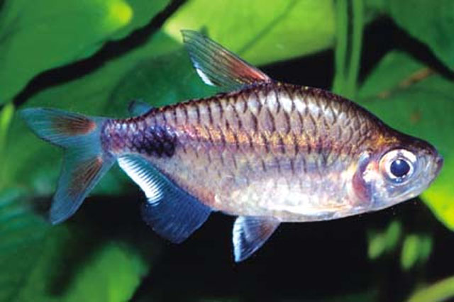 Bathyaethiops breuseghemi