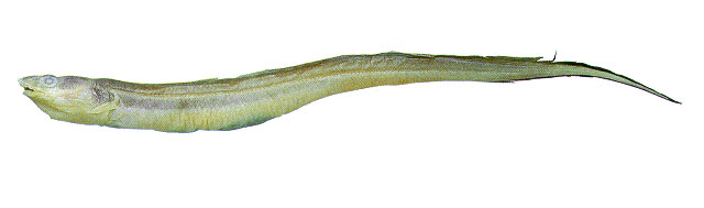 Bathycongrus bullisi