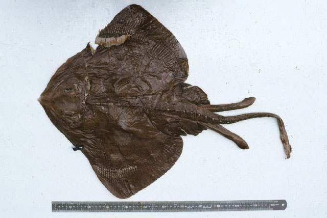 Bathyraja caeluronigricans