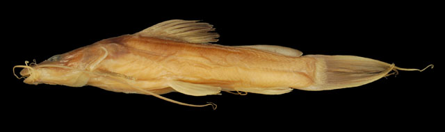 Bagrus caeruleus
