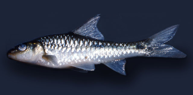 Enteromius carcharhinoides