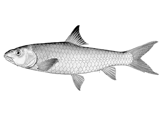 Labeobarbus caudovittatus