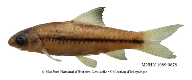 Enteromius chlorotaenia