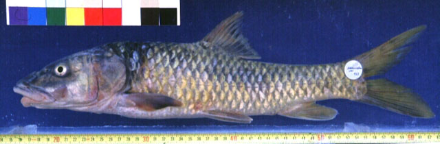 Labeobarbus dainellii