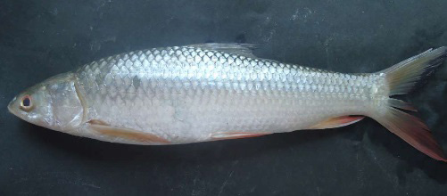 Bangana diplostoma