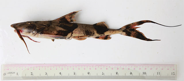 Bagarius dolichonema