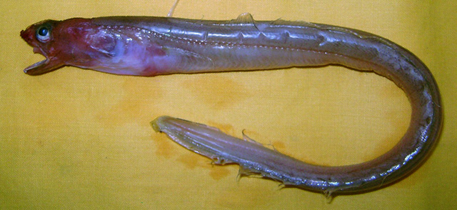 Bathymyrus echinorhynchus