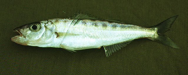 Bathybates fasciatus