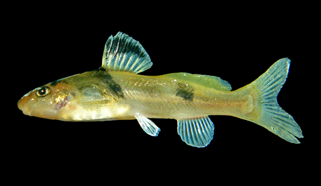 Batasio fluviatilis