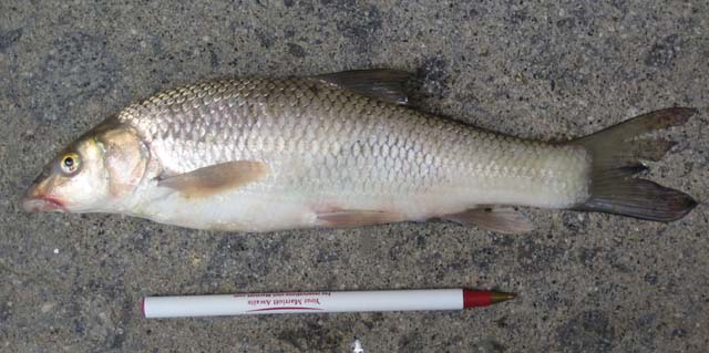 Luciobarbus graellsii