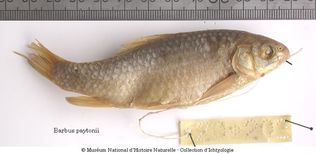 Carasobarbus harterti