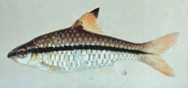 Enteromius holotaenia