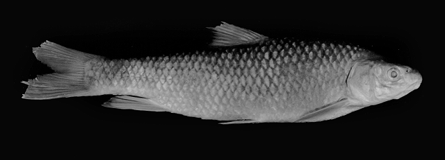 Labeobarbus johnstonii