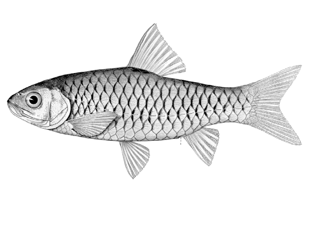 Enteromius machadoi