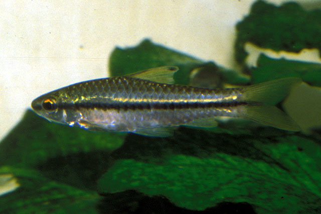 Enteromius macrops