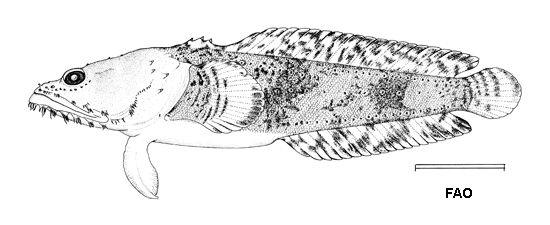 Batrachoides manglae